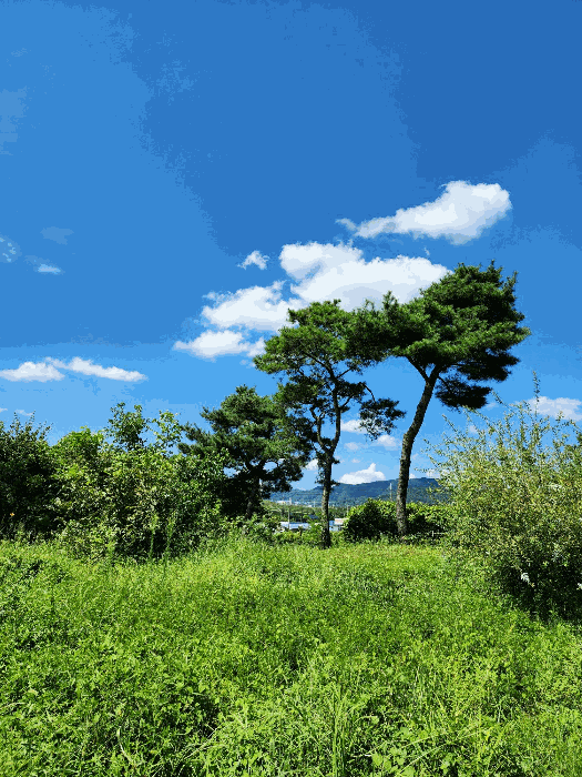 수목(소나무) 전경