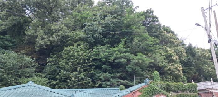 본건 임야 전경(1)