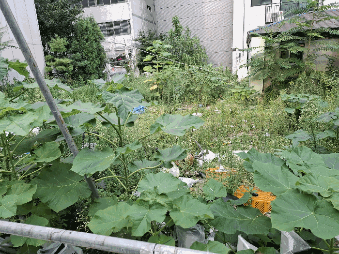 본건 하월곡동 90-223대(서측)