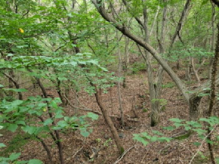 목록 15, 20. 방향전경 