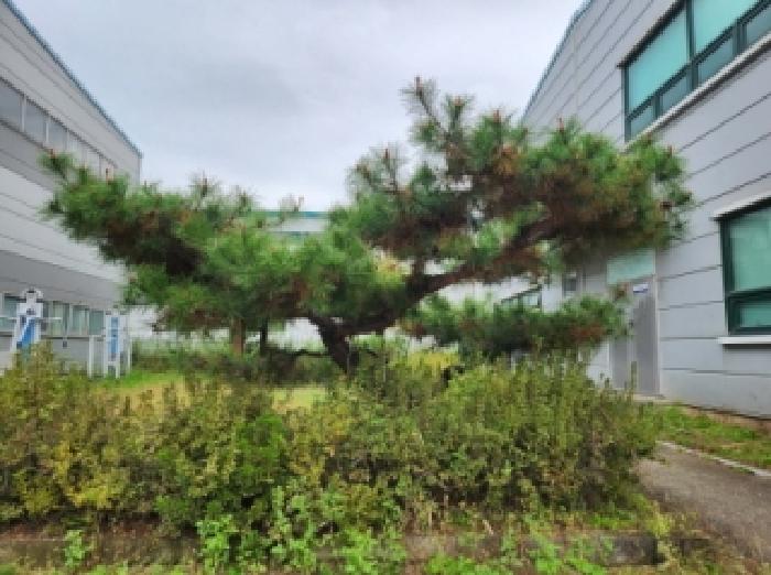 본건 지상에 소재한 소나무