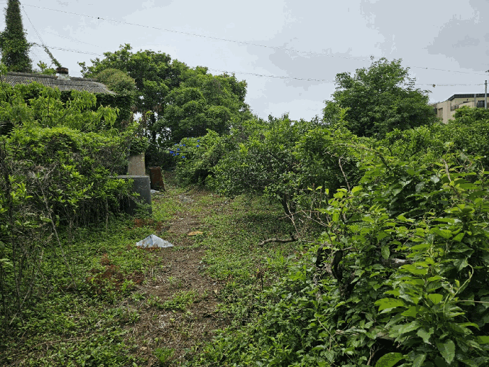 지상 수목 현황