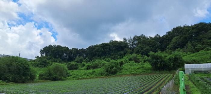 목록4 임야 전경(1)
