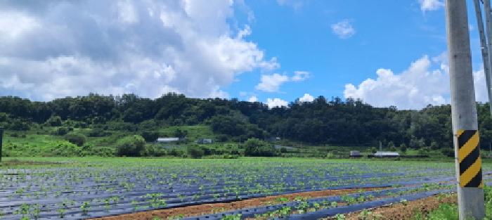 본건 임야 전체 전경(1)