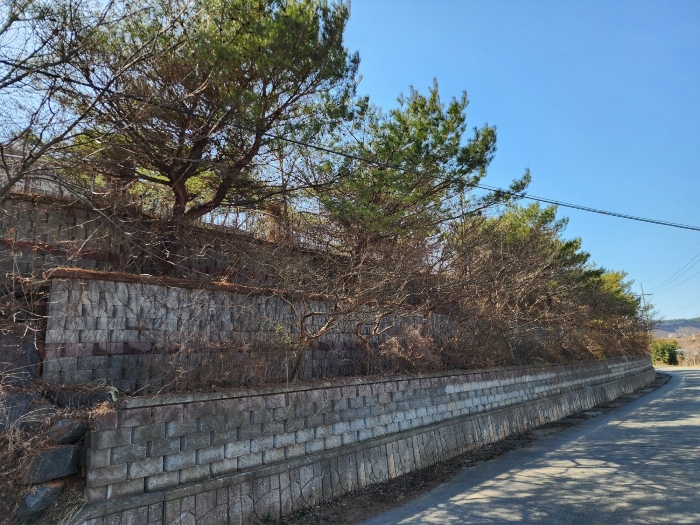 본건 지상의 제시외 수목 ㉢ 전경 1