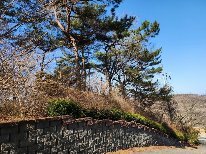 본건 지상의 제시외 수목 ㉢ 전경 2