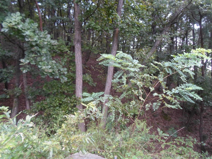 기호(8) 북측 부분