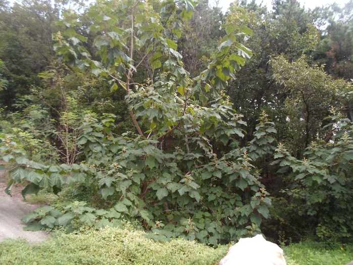 기호(8) 남측 부분