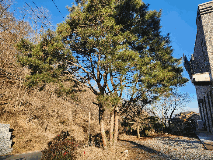 본건 제시외수목 ㉢