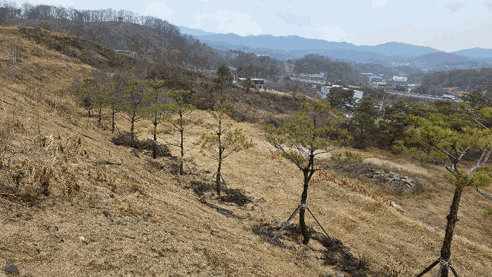 기호 2 식재된 조경수