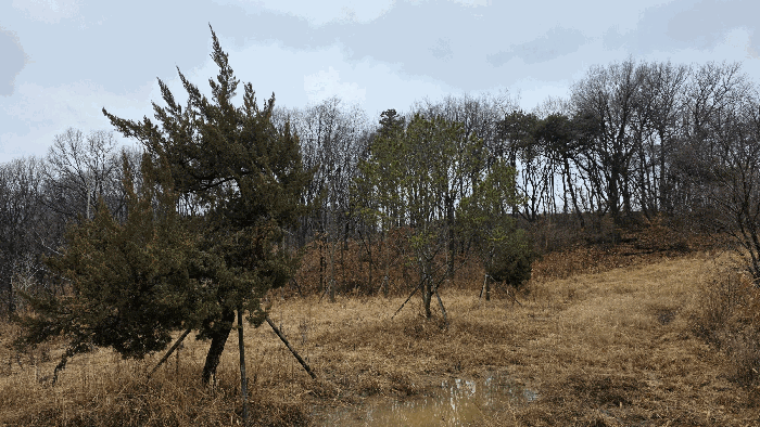 기호 1 식재된 조경수