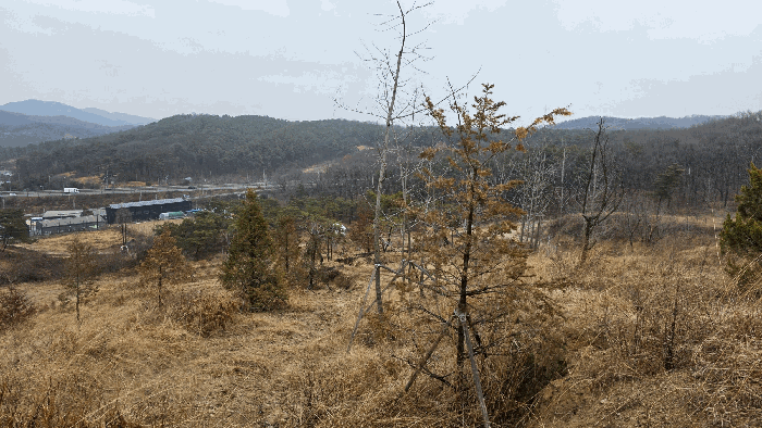기호 2 식재된 조경수
