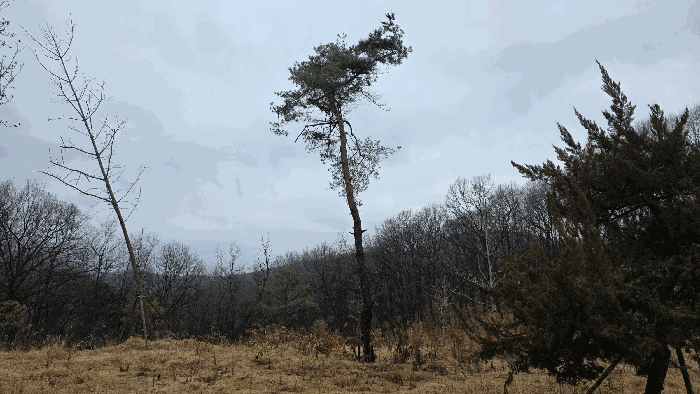 기호 1 식재된 조경수