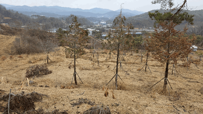 기호 2 식재된 조경수