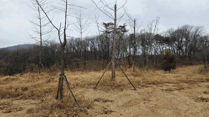 기호 1 식재된 조경수