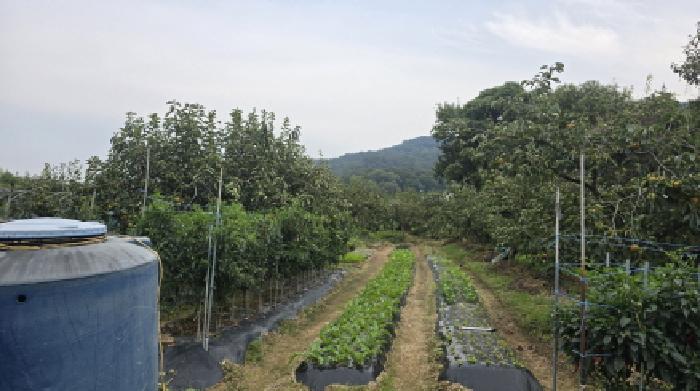유실수가 식재되어 있는 전경