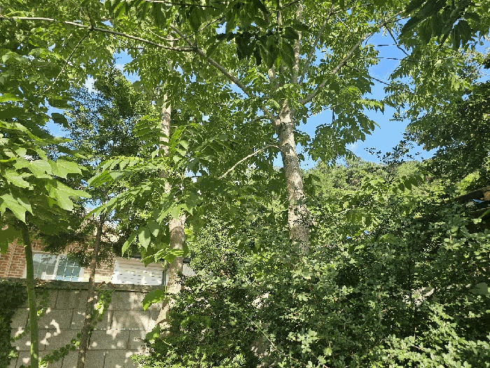 옻나무 등