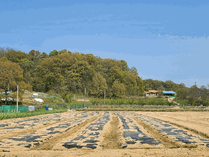 본건남동측전경