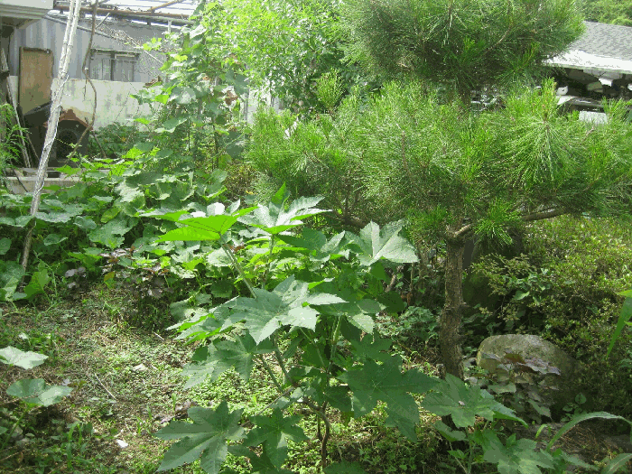 지상 수목 전경