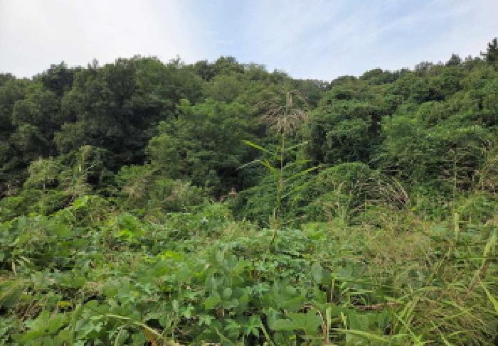 상동
