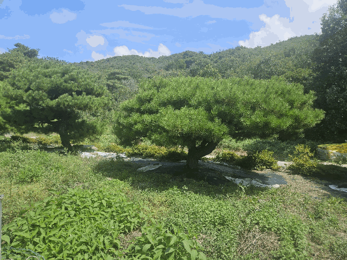 본건 및 제시외 관상수