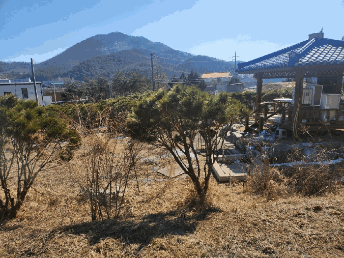 기호5,6)지상의 관상수