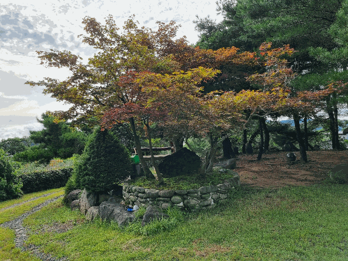 단풍나무 및 조경석
