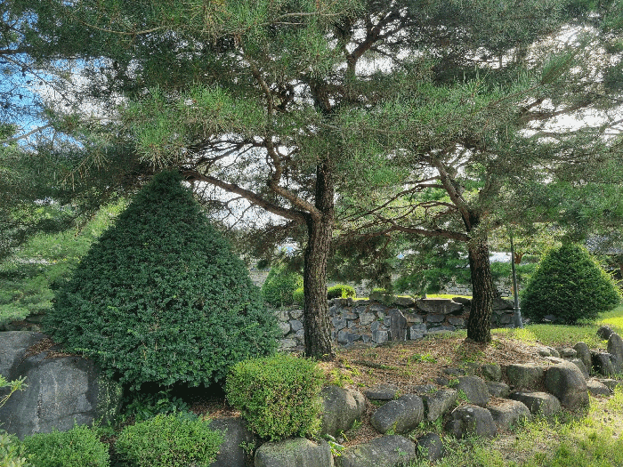 조경수 및 조경석