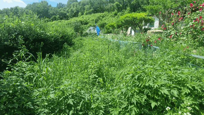 [본건 토지 동측 일부 전경]