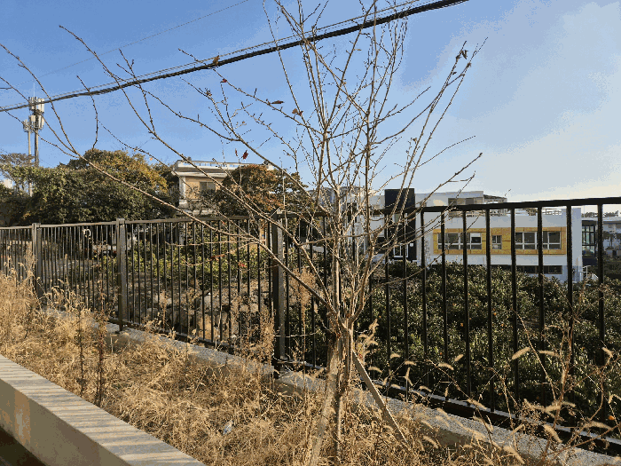 기호(1) 지상 조경수(벚나무)