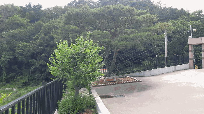본건 번호 (1) 토지 지상 조경수 전경1