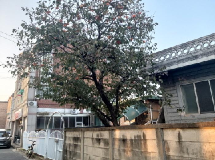 * 본건 목록 1. 지상 감나무 전경