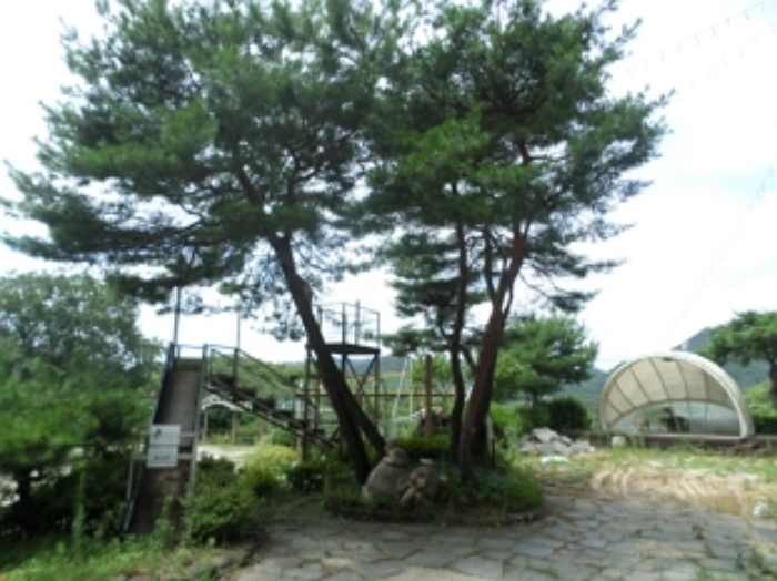 조경수