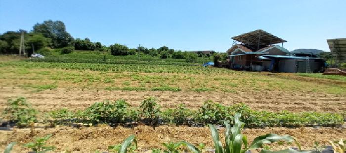 목록2. 토지 및 목록6. 토지 전경(밭작물을 경작 중에 있음)