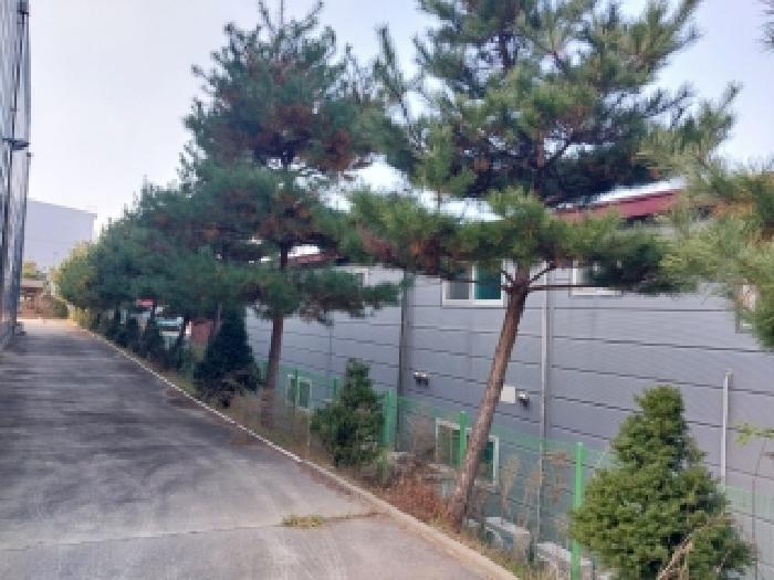 목록3번 지상 제시외 수목
