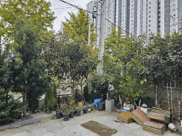 수목