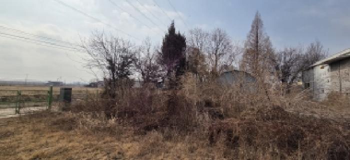 경계부근 정원수 등(1)