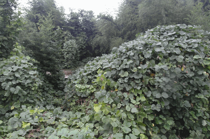 본건 기호2)토