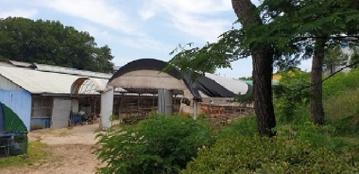1번 부동산 서측 지상 걸쳐있는 비닐하우스 1동 모습