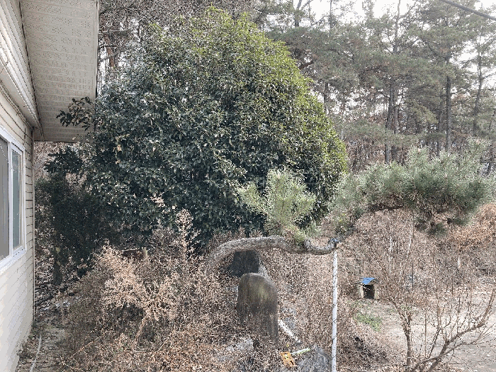 제시외수목(a)