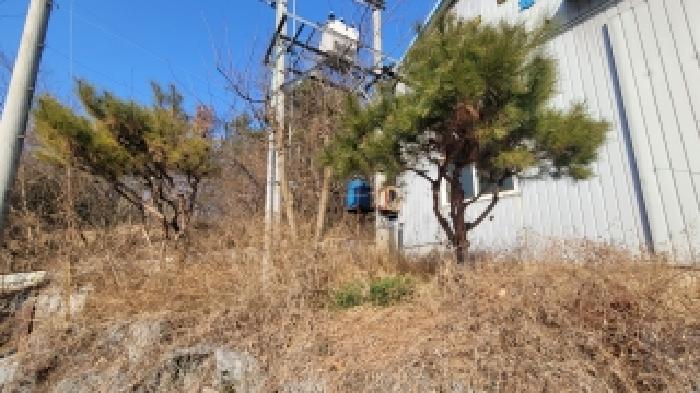 정원수