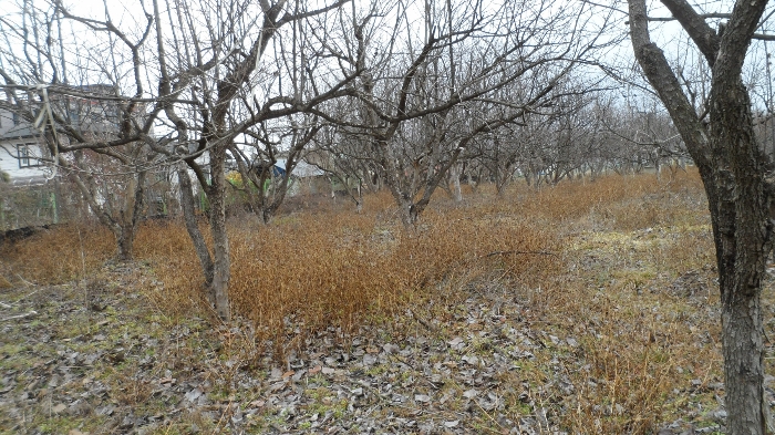 기호4) 및 지상 과수목 전경
