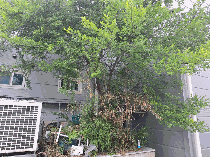 수목