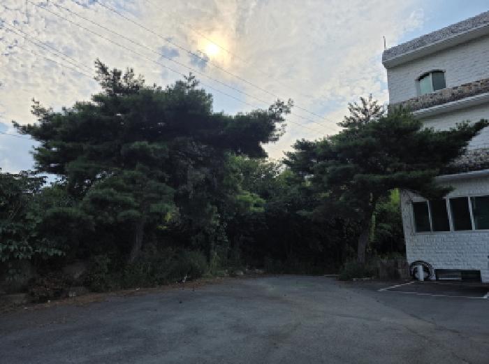 지상에 정원수 소나무 2주 사진