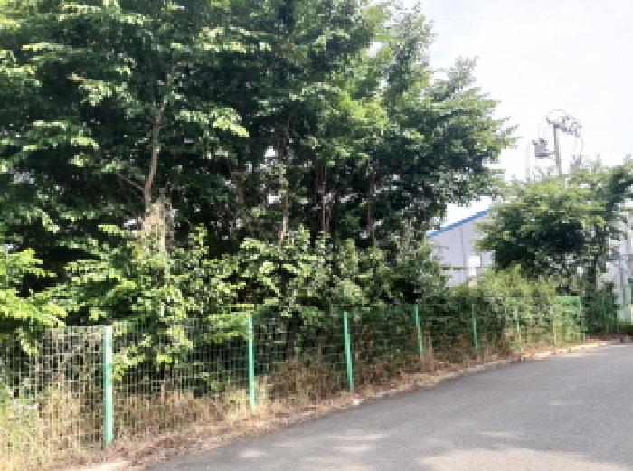 * 본건 목적물 1. 지상 수목 전경
