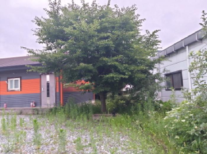 * 본건 목적물 1. 지상 수목 전경
