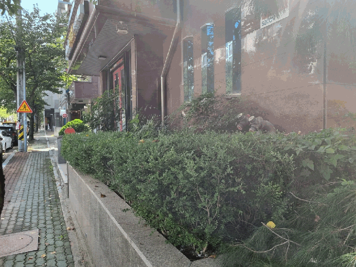 본건전경(1층화단내 수목)