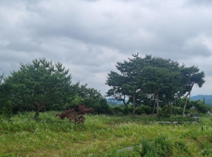 목록2 제시외수목