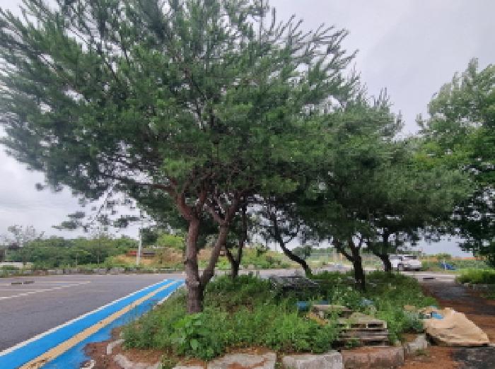 목록1,2 제시외수목