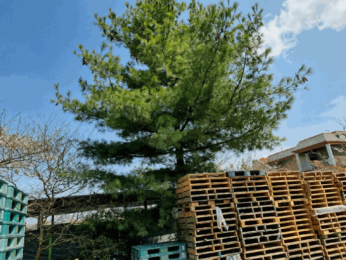 제시외 수목(잣나무)